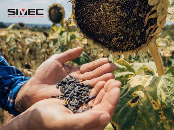 sunflower-seeds